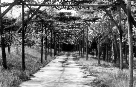 Estrada camuflada na em Wolfsschanze.